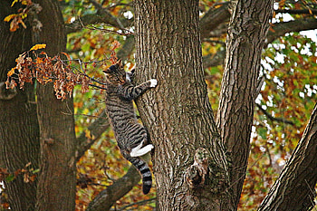 Animals, Autumn, Wood, Cat, Tree, Climb HD wallpaper