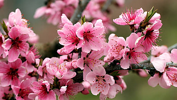 spring flowering, pink, flowers, nature, spring HD wallpaper