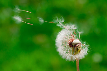 Dandelions blowing in the wind - HD wallpaper