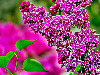 Pink punch, beautiful, spring, nice, pink, leaves, punch, pretty, flower, nature, lovely, lilac HD wallpaper