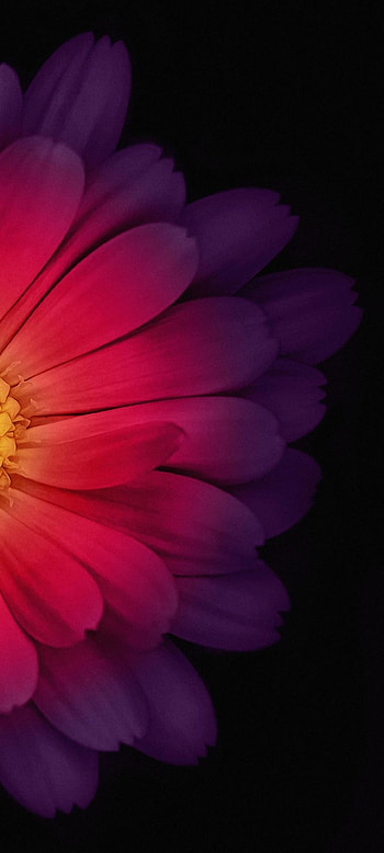 flower, red, sky HD phone wallpaper