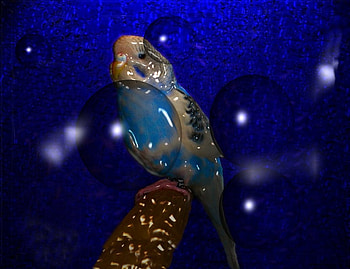 Parakeet in Glass, birds, parakeets, graphy, glass, sky, stars HD wallpaper