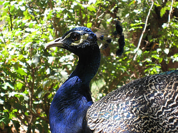 Peacock, animal, trees, bird HD wallpaper