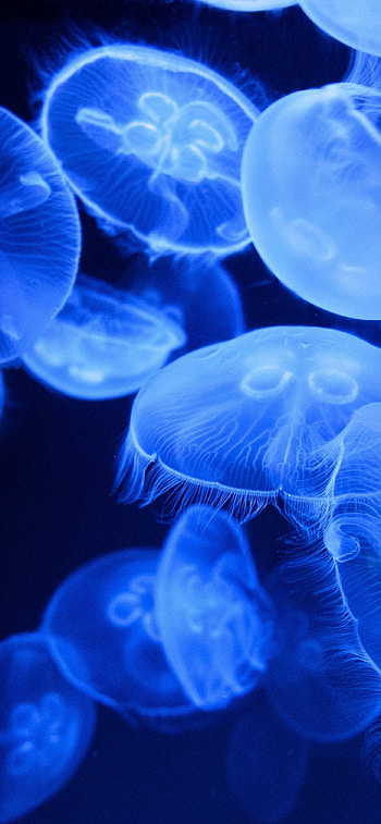 Blue jellyfish, aquarium , Glowing marine life, Enchanting creatures HD phone wallpaper