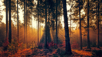 Forest, trees, sunbeams, nature HD wallpaper