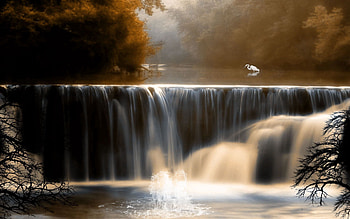 Nature, Water, Trees, Bird, Waterfall, Crane HD wallpaper
