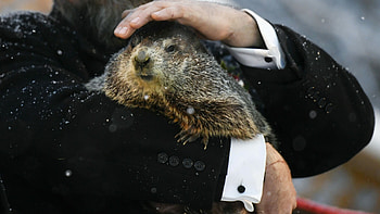 Groundhog Day, Phil's prediction, 6 weeks of winter, Krone AT HD wallpaper