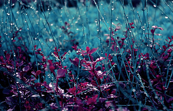 Teal Meadow, lush, dew drops, plants, graphy, teal, meadow, beautiful, grass, leaves, field, red, nature, dew HD wallpaper
