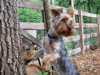 Where Did That Squirrel Go, bark, dog, eyes, paws, tree, nose, fur, brown, wood, animals, green, fence, terrior, mouth HD wallpaper