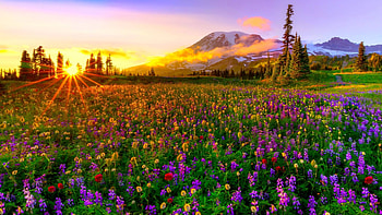 Spring Meadow, Mt. Rainier, Washington, landscape, trees, flowers, mountains, misty, usa, sunrise, colors, blossoms, sky HD wallpaper