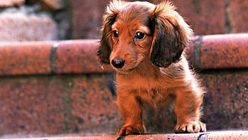Animals, Dogs HD wallpaper