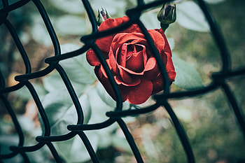 Flowers, Flower, Rose Flower, Rose, Grid HD wallpaper