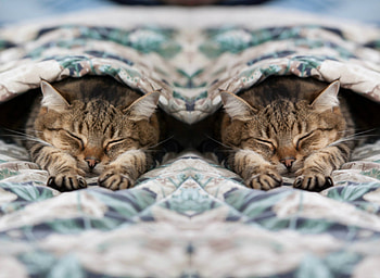 Relaxing, animal, cute, cat, collage HD wallpaper