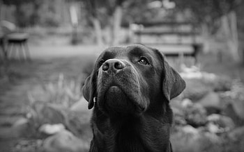 Labrador Retriever, , , Full HD wallpaper
