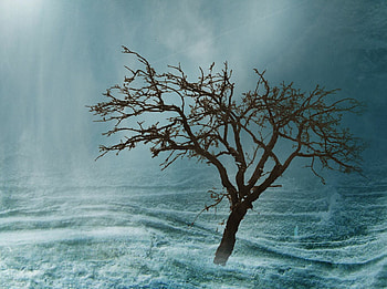 tree, night, water HD wallpaper