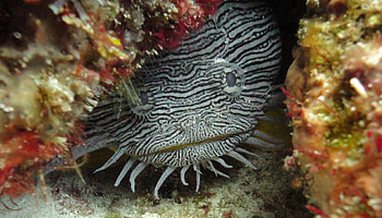 Splendid Toadfish, reef, marine, splendid, coral, toadfish HD wallpaper
