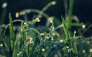 Grass, Drops, Macro, Moisture, Dew HD wallpaper