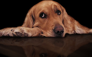 Eyes and paws, animal, dog, cite, black, reflection, eyes, paw, caine HD wallpaper