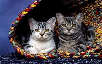 Cats in a Basket, basket, cats, looking, cat HD wallpaper