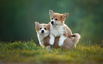 Corgi Puppies, dogs, puppies, Corgi, Pembroke HD wallpaper