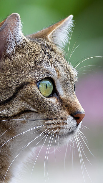 Cat Closeup, eye, wild, animal HD phone wallpaper