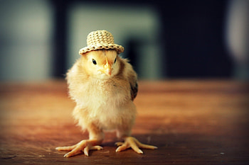 Animals, Birds, Chicks HD wallpaper