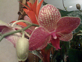 Fresh Orchids, pretty, floral, nature, flowers, orchids HD wallpaper