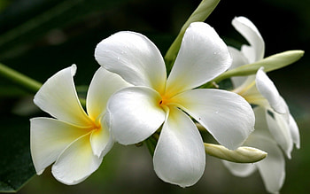White plumeria , Delicate flower blooms, Serene backdrop, Floral grace HD wallpaper