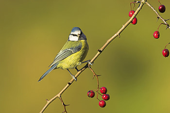 Bird of the Month, March Spotlight, Blue Tit Charm, English Garden Feature HD wallpaper
