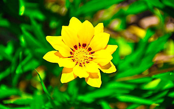 Grass, Flower, Macro HD wallpaper