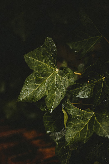Close up, green leaf, drops HD phone wallpaper