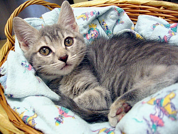 my sweet bed, sweet, kitten, basket, bed, grey tiger, little HD wallpaper
