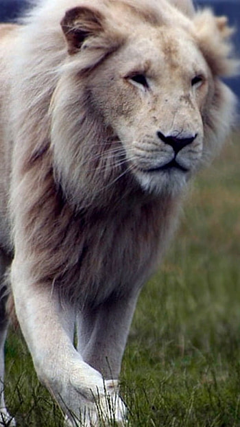 White Lion, Beautiful Background HD phone wallpaper