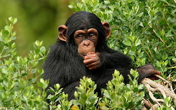 *** Chimpanzee ***, zwierzeta, malpy, drzewo, szympans HD wallpaper