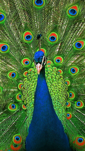 Peacock, Blue Peacock HD phone wallpaper