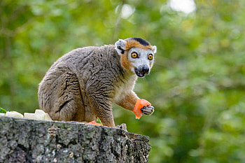 Animals, Lemur, Emotions, Astonishment, Surprise, Eat HD wallpaper