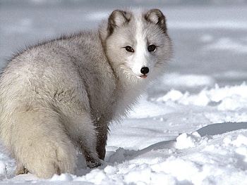 Animals, Winter, Snow, Fox HD wallpaper