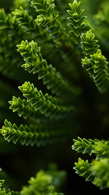 Go Green, Green leafed plant, Macro graphy HD phone wallpaper