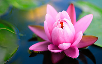 Nature, lily , lily backgrounds HD wallpaper