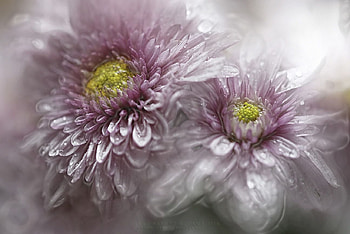 Frost on Mums, purple, soft, water, frozen HD wallpaper