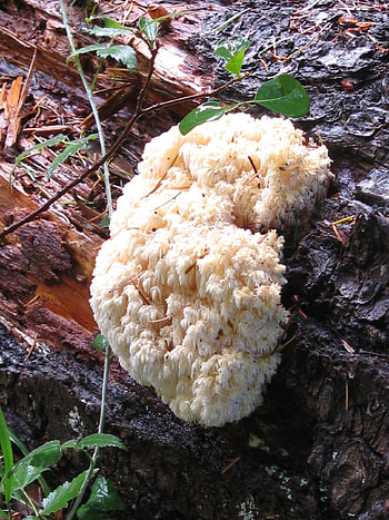 Bears head hiricium abietis, Stuffed mushrooms, Bear head mushroom, Food HD phone wallpaper