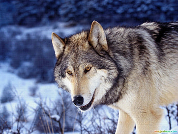 Animals, Wolfs HD wallpaper