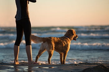 A golden retriever and woman enjoying a serene sunset at Sauble Beach, Ontario. HD wallpaper