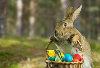 Hop, I'm here, easter, eggs, rabbit, flower HD wallpaper