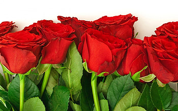 Plants, Flowers, Roses HD wallpaper