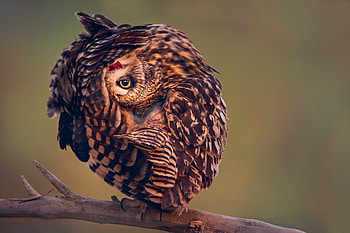 Animals, Owl, Bird, Predator, Disguise, Camouflage HD wallpaper