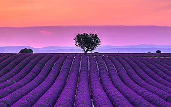 Lavender field, Field, Flowers, Nature, Purple HD wallpaper