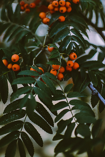 Leaves, Berries, Plant, Macro, Branches, Rowan HD phone wallpaper