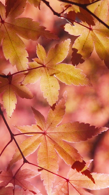 Maple leaf, Autumn hues, Natural elegance, Leafy wonder HD phone wallpaper