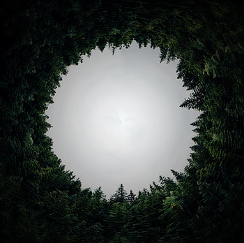 Circle, forest, trees, nature HD wallpaper